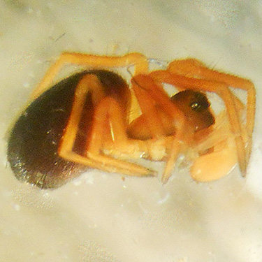 Dismodicus spider swept from meadow, Upper Winston Creek, Lewis County, Washington