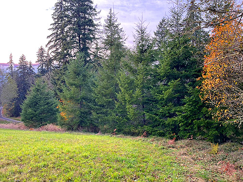 Douglas-firs at lower end of hayfield, Longbell Road, Lewis County, Washington