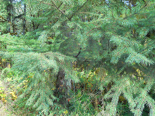 Douglas-fir foliage, Upper Winston Creek, Lewis County, Washington