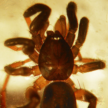 carapace of Drassyllus spider under rock, Upper Winston Creek, Lewis County, Washington