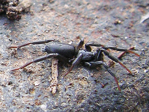 juvenile Drassyllus spider under gravel bar rock, Upper Winston Creek, Lewis County, Washington