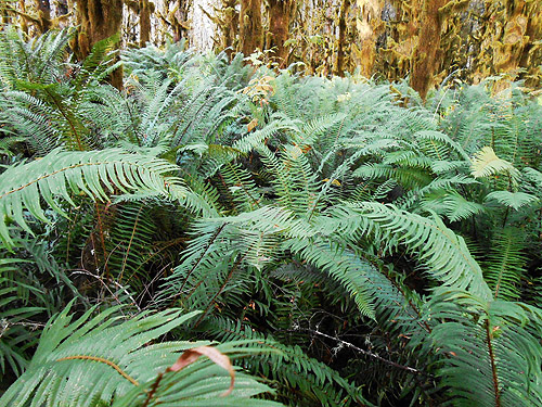fern understory, Upper Winston Creek, Lewis County, Washington