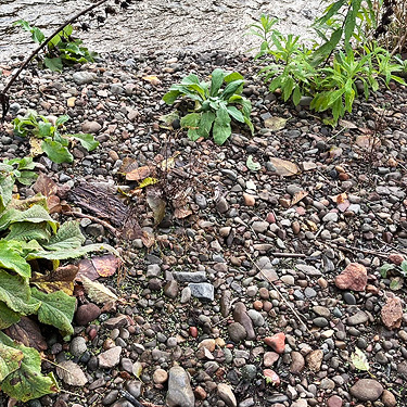 gravel bar, Upper Winston Creek, Lewis County, Washington