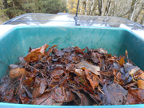 leaf litter in sifter, Upper Winston Creek, Lewis County, Washington