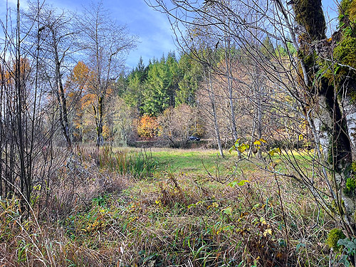 riparian meadow, upper Winston Creek, Lewis County, Washington