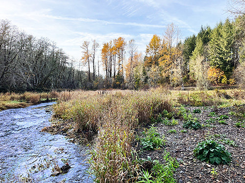 meadow at dusk, Upper Winston Creek, Lewis County, Washington