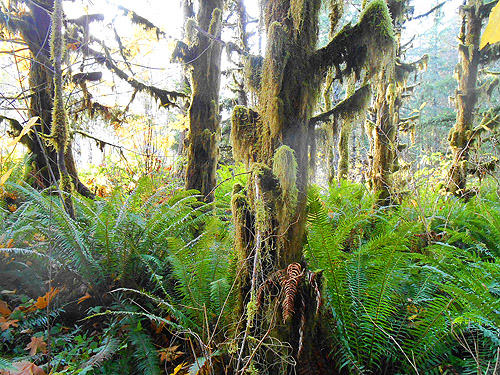 mossy trees, Upper Winston Creek, Lewis County, Washington