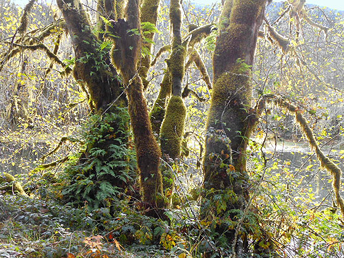 moss-covered maple trees, Upper Winston Creek, Lewis County, Washington