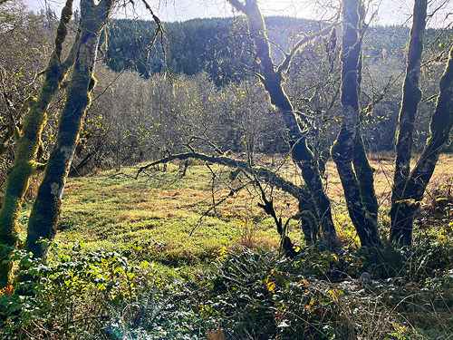 mossy trees and riparian meadow, upper Winston Creek, Lewis County, Washington