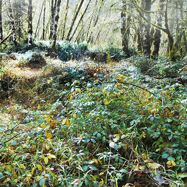 Invasive blackberry, Upper Winston Creek, Lewis County, Washington