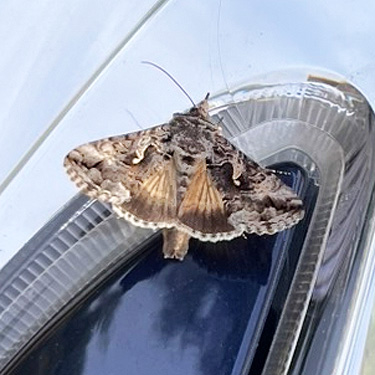 noctuid moth, Upper Winston Creek, Lewis County, Washington
