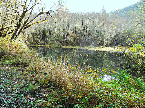 pond along Upper Winston Creek, Lewis County, Washington