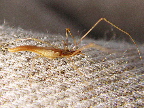 spider Rhomphaea fictilium from upper Winston Creek, Lewis County, Washington