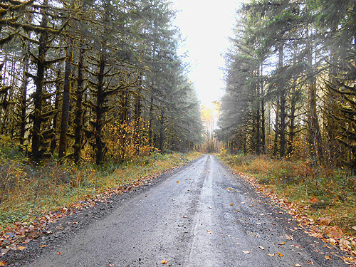 road hiked for leaf litter, Upper Winston Creek, Lewis County, Washington
