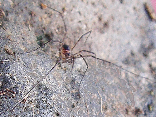 harvestman Sabacon occidentalis under gravel bar rock, Upper Winston Creek, Lewis County, Washington