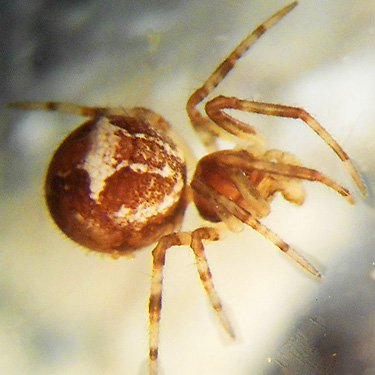 Theridion simile spider from Douglas-firs at Longbell Road, Upper Winston Creek, Lewis County, Washington