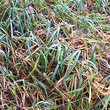 sopping wet grass, Upper Winston Creek, Lewis County, Washington