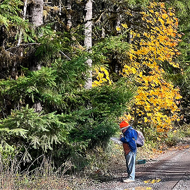 Rod Crawford beating trees, Upper Winston Creek, Lewis County, Washington