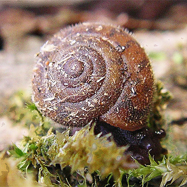 Vespericola snail, upper Winston Creek, Lewis County, Washington