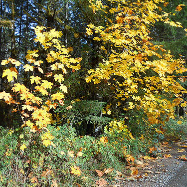 yellow vine maple, Upper Winston Creek, Lewis County, Washington
