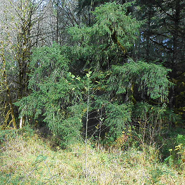 wet and dry foliage at upper Winston Creek, Lewis County, Washington