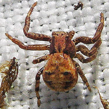 crab spider Xysticus pretiosus from moss, Upper Winston Creek, Lewis County, Washington