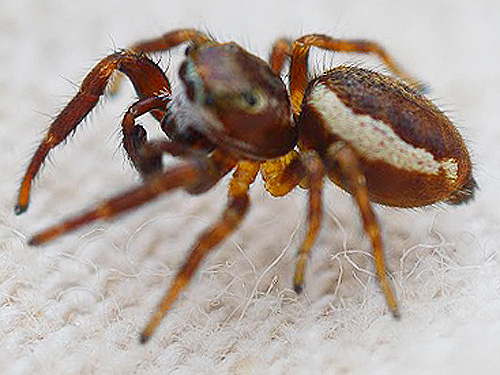 jumping spider Phanias albeolus from Douglas-fir, second field site, Upper Wynoochee Valley, Grays Harbor County, Washington