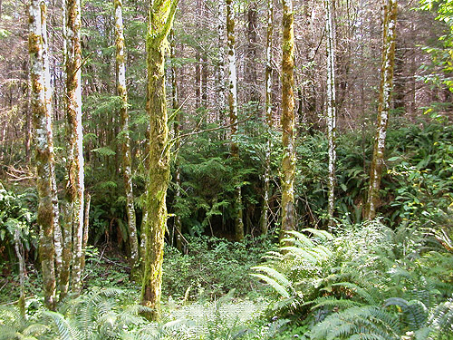 alder stand, first field site, Upper Wynoochee Valley, Grays Harbor County, Washington