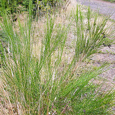 Scots broom bosh, second field site, Upper Wynoochee Valley, Grays Harbor County, Washington