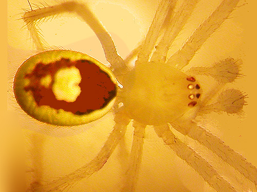 spider Theridion californicum from salal foliage, first field site, Upper Wynoochee Valley, Grays Harbor County, Washington