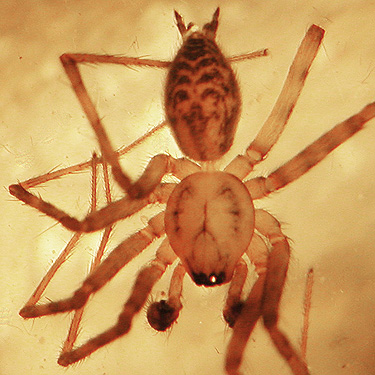 spider Calymmaria nana from moss, first field site, Upper Wynoochee Valley, Grays Harbor County, Washington