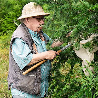 Rod Crawford beating Douglas-fir, second field site, Upper Wynoochee Valley, Grays Harbor County, Washington