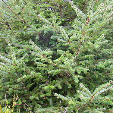 Douglas-fir foliage at second field site, Upper Wynoochee Valley, Grays Harbor County, Washington