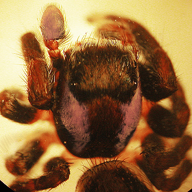 male jumping spider Evarcha proszynskii from  hemlock foliage, first field site, Upper Wynoochee Valley, Grays Harbor County, Washington