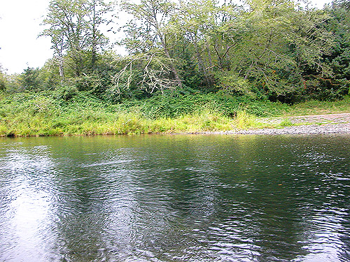 Across river from Wynoochee River Public Access, Grays Harbor County, Washington