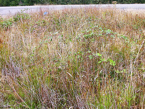 tall grassy field with blackberry, second field site, Upper Wynoochee Valley, Grays Harbor County, Washington