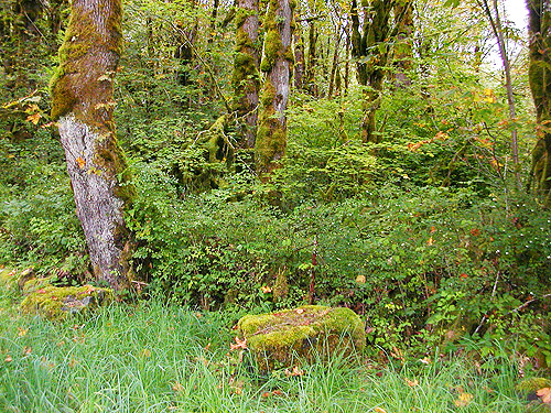 floodplain maple forest, Wynoochee River Public Access, Grays Harbor County, Washington