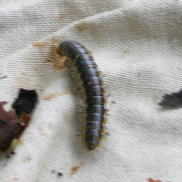 Harpaphe millipede from maple litter, Wynoochee River Public Access, Grays Harbor County, Washington