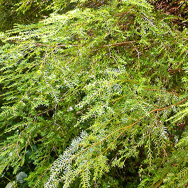 western hemlock foliage, first field site, Upper Wynoochee Valley, Grays Harbor County, Washington