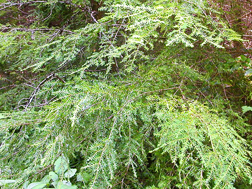 western hemlock foliage, first field site, Upper Wynoochee Valley, Grays Harbor County, Washington