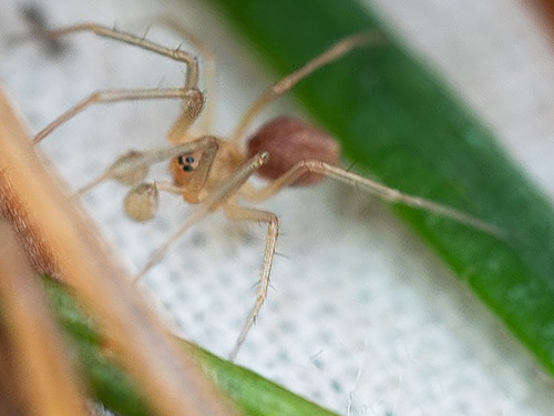 penultimate male linyphiid spider from Douglas-fir, second field site, Upper Wynoochee Valley, Grays Harbor County, Washington