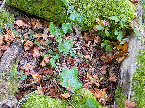 maple leaf litter, Wynoochee River Public Access, Grays Harbor County, Washington