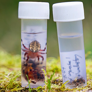 Araneus marmoreus preserved in vial from Wynoochee River Public Access, Grays Harbor County, Washington