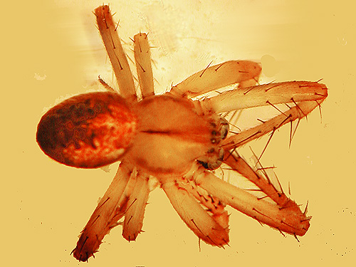 male orbweaver Neoscona arabesca, second field site, Upper Wynoochee Valley, Grays Harbor County, Washington