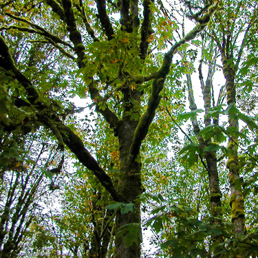 bigleaf maple tree, Wynoochee River Public Access, Grays Harbor County, Washington