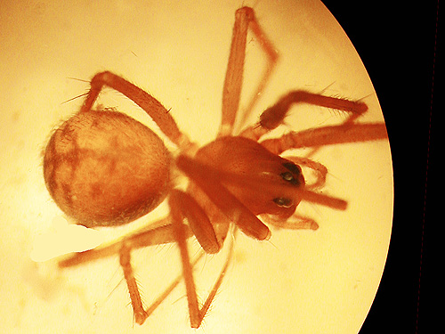 Bathyphantes orica spider from maple litter, Wynoochee River Public Access, Grays Harbor County, Washington