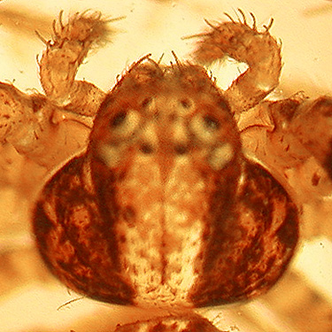 carapace of crab spider Ozyptila pacifica, Wynoochee River Public Access, Grays Harbor County, Washington