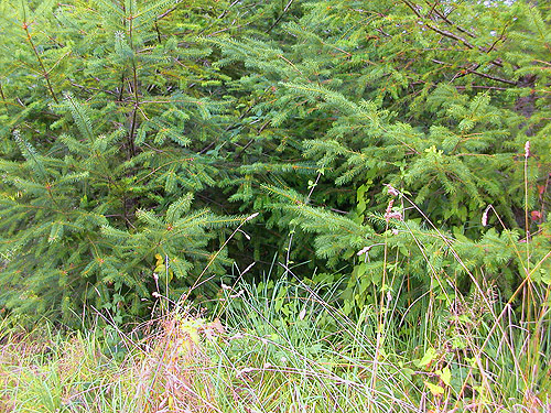 planted Douglas-firs, second field site, Upper Wynoochee Valley, Grays Harbor County, Washington