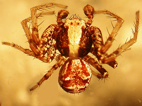 crab spider Xysticus pretiosus from moss, first field site, Upper Wynoochee Valley, Grays Harbor County, Washington