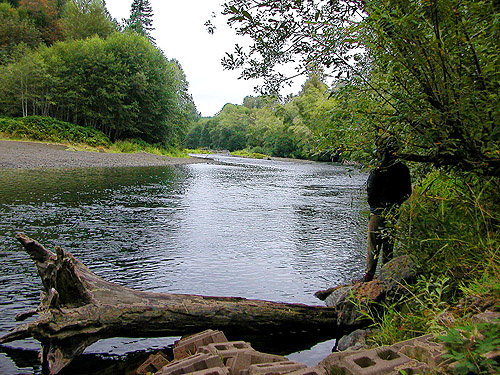 Chris Snyder looking up river, Wynoochee River Public Access, Grays Harbor County, Washington